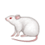 /tdsds.com/gitea/raw/branch/release/v1.8/public/vendor/plugins/emojify/images/mouse2.png